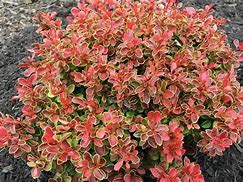 Image result for Berberis thunbergii Admiration