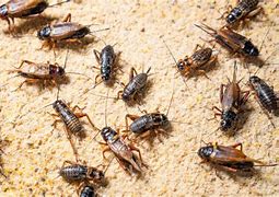 Image result for Brown Crickets In-House