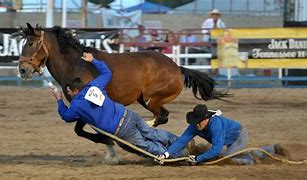Image result for Wild Horse Race Rodeo