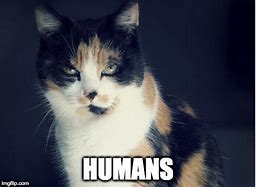 Image result for Human Cat Meme