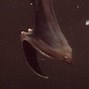 Image result for Deep Sea Gulper Eel