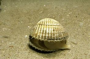 Image result for Cockle Animal