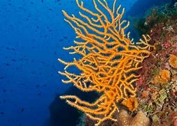 Image result for coral�geno