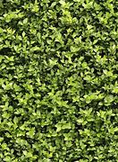 Image result for Hedge Texture