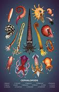 Image result for cephalopod facts