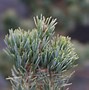تصویر کا نتیجہ برائے Pinus parviflora Floppy Joe