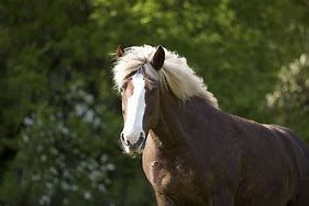 Image result for Black Forest Cold Blood Horse