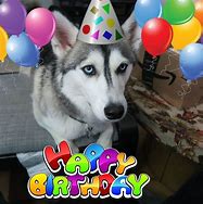 Image result for Funny Husky Birthday