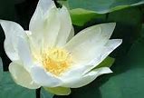 Image result for Abhyangam