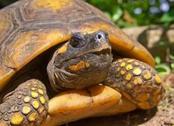 Image result for Yellow Tortoise