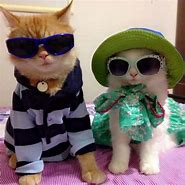 Image result for Cat with Hat and Glasses Meme