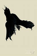 Image result for Black Raven Drawing