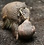 Image result for 3 Ring Armadillo