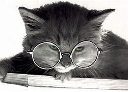 Image result for Cat W/Glasses
