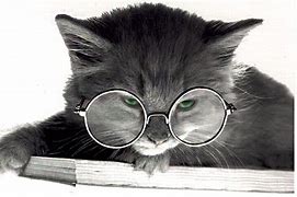 Image result for Cute Cat Wearing Glasses