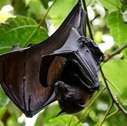 Image result for Adorable Fruit Bats