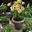 Image result for Container Gardening Flowers