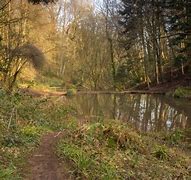 Image result for leigh_woods