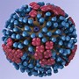 Image result for Virus Influenza H5N1 Under Microscope