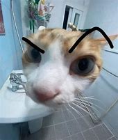 Image result for Cat Meme PRF