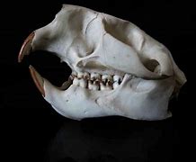 Image result for North American Animal Skull Identification