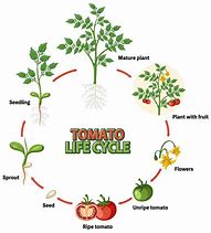 Image result for Tomato Plant Life Cycle Diagram