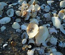 Image result for Cypree Coquillage