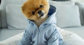 Image result for Most Popular Dog On Instagram