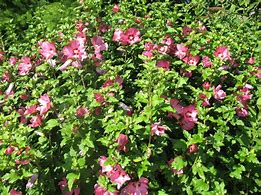 Image result for Hibiscus syr. Pink Giant