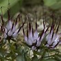 Image result for Physoplexis comosa