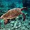Image result for Turtle