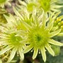 Image result for Sempervivum ciliosum borisii