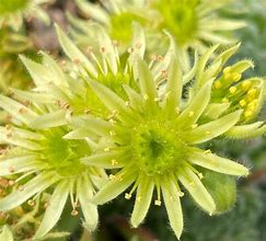 Sempervivum ciliosum borisii 的图像结果