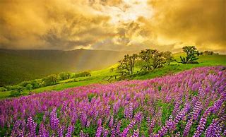 Image result for Rainbow Flower Field