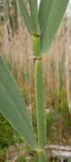 Image result for Reed Stem