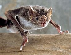 Image result for Vampire Bat Size