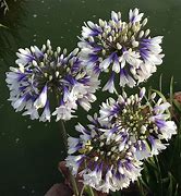 Image result for Agapanthus africanus Twister