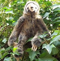 Image result for Sloth Stuffed Animal