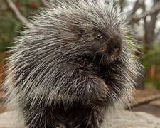 Image result for African Porcupine Animal