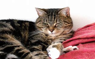 Image result for Grumpy Taby Cat