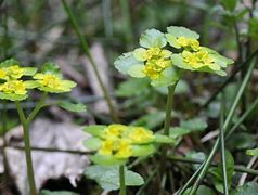 Image result for Chrysosplenium alternifolium