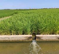 Image result for arrozal