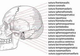 Image result for Nasal Retina Anatomy