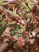 Image result for Acer palmatum Beni-shichi-henge