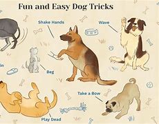 Image result for Fun Dog Tricks