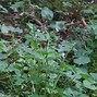 Image result for Ranunculus aconitif. Pleniflorus