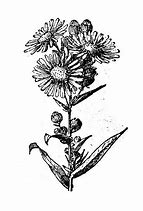 Image result for Aster Plant