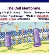 Image result for Cell Membrane Biology
