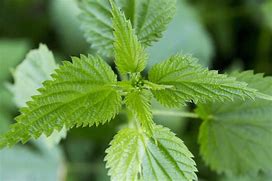 Image result for Wild Poisonous Plants