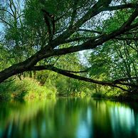 Image result for Peaceful Nature Photos